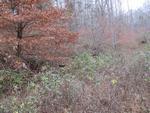 Photo of Mobile Home Lot