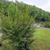 Mobile Home for Sale: Mobile Home
