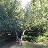 Mobile Home for Rent: 3 Bed 2 Bath 1996 Mobile Home