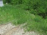 Photo of Mobile Home Lot
