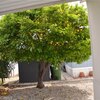 Mobile Home for Sale: Double Wide - Canoga Park, CA, Los Angeles, CA