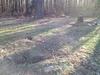 Photo of Mobile Home Lot