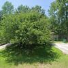Mobile Home for Sale: 3 Bed 2 Bath 2000 Mobile Home