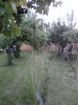 most of orchard
