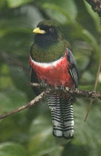 Birders Delight   Elegant Trogon