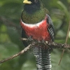 Birders Delight   Elegant Trogon