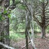 Photo of Mobile Home Lot