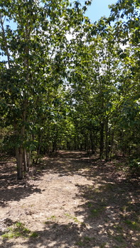 Thumbnail of RV lot