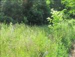 Photo of Mobile Home Lot