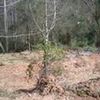 Photo of Mobile Home Lot