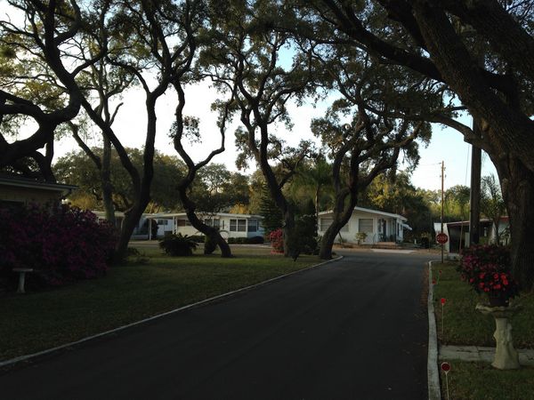 Park & Magnificent Live Oak Trees