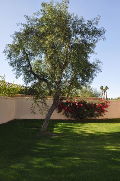 African Sumac in Backyard