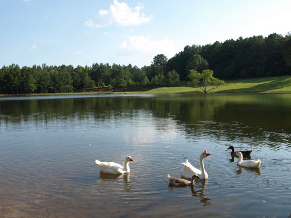 Even the ducks and geese love it here!