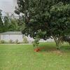 Mobile Home for Sale: 4 Bed 2 Bath 2003 Mobile Home