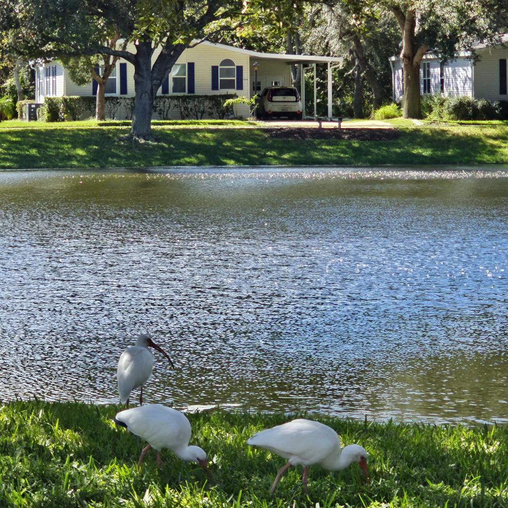 Bear Creek Village