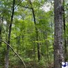 Mobile Home Lot for Sale: Acreage,Lot-Mobile Home,Res. Single Fam Lot - Darlington, SC, Darlington, SC