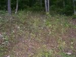 Photo of Mobile Home Lot