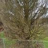 Mobile Home for Sale: Mobile Home