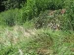 Photo of Mobile Home Lot