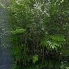 Mobile Home for Sale: 1966 Mobile Home