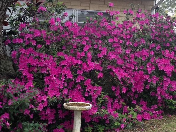 Beautiful Landscaping