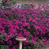 Beautiful Landscaping
