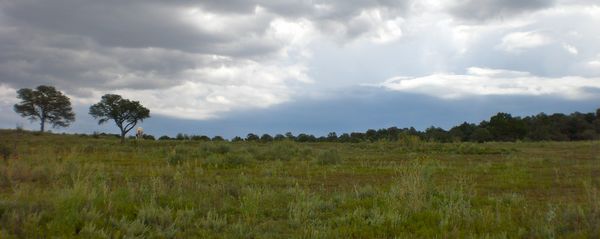 Hores pasture