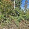Mobile Home for Sale: 2 Bed 1 Bath 1936 Mobile Home