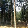 Mobile Home for Sale: Mobile Home