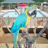 Paco Parrot