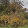 Mobile Home for Sale: 1992 Mobile Home
