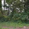Mobile Home for Sale: 3 Bed 1 Bath 1980 Mobile Home