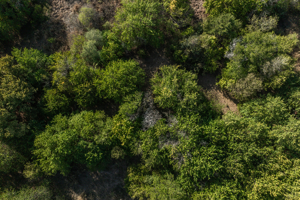 Woods aerial.