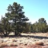 Mobile Home Lot for Sale: Residential/Mobile - Williams, AZ, Williams, AZ