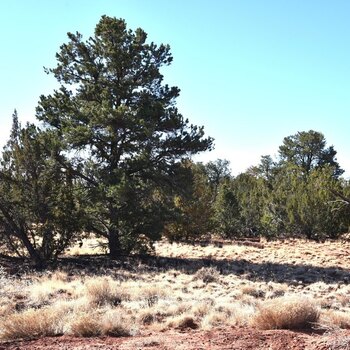 Thumbnail of mobile home lot