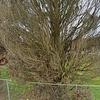 Mobile Home for Sale: Mobile Home