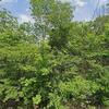 Mobile Home for Sale: 1989 Mobile Home