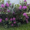 Mobile Home for Sale: Other - Comox, BC, Comox, BC