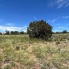 Mobile Home Lot for Sale: Residential/Mobile - Williams, AZ, Williams, AZ