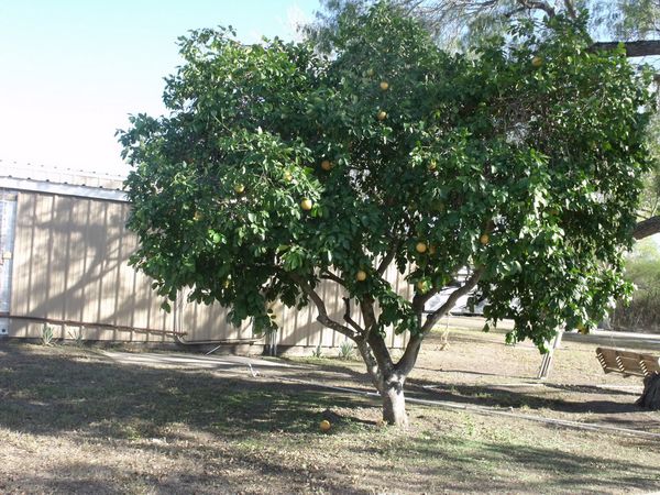 Fresh Grapefruit