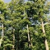 Photo of Mobile Home Lot