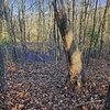 Photo of Mobile Home Lot