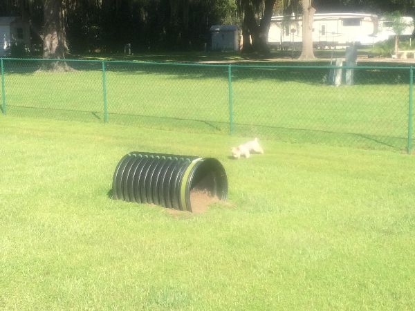 Dog park