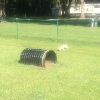 Dog park