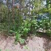 Mobile Home for Sale: 3 Bed 2 Bath 1990 Mobile Home