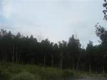 Photo of Mobile Home Lot