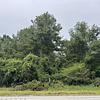 Mobile Home Lot for Sale: Improved Lot on 521! Looking to Sell Quick!, Greeleyville, SC
