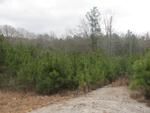 Photo of Mobile Home Lot