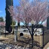 Mobile Home for Sale: ManufacturedInPark - Apple Valley, CA, Apple Valley, CA