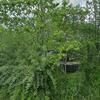 Mobile Home for Sale: Mobile Home